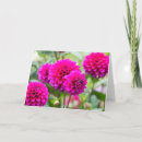 Search for pompom Floral
