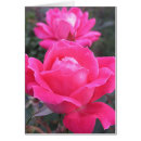 Search for knockout rose Flowers