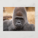Recherche de bébé gorille cartes postales Animal