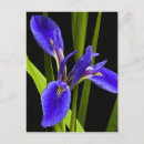 Recherche de iris bleu cartes postales Sauvage