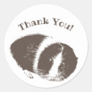 Search for small pig stickers Cavy