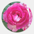 Search for sealed letter stickers Pink