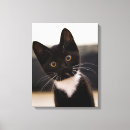 Recherche de chaton blanc posters Jour