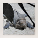 Search for rhinoceros puzzles Wildlife photography