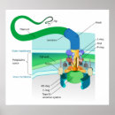 Recherche de bactérien posters Biologie