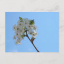 Recherche de bradford cartes postales Fleur