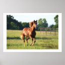 Recherche de rodéo posters Ranch