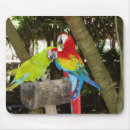 Search for macaws mousepads Wildlife