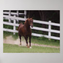 Recherche de race de cheval posters Arabe