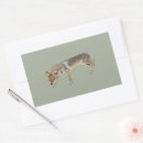 Search for coyote stickers Nature
