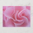 Recherche de camelias cartes postales Rose