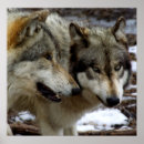 Recherche de pair posters Loup