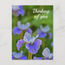 Search for iris postcards Blue