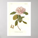 Search for rhododendron art Gardening