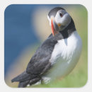 Search for puffin stickers Auk