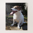 Search for jack russell puzzles Terrier