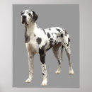 Search for harlequin great dane art Animals