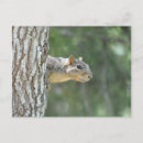 Search for sentry postcards Animals