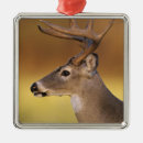 Search for tail ornaments Buck