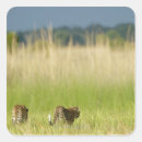 Search for rear view stickers Outdoors