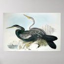 Recherche de ornithologie posters Animal