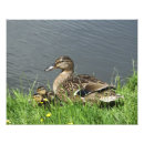 Recherche de canards posters Colvert