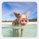 Search for little piglet stickers Animal