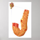 Search for physiological posters Anatomy