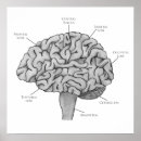 Recherche de neurosciences posters Anatomie humaine