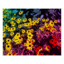 Recherche de fleur de marguerite posters Fleurs sauvages