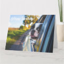 Recherche de frenchies cards Chiens