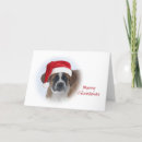 Recherche de st bernard cards Animaux