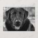 Search for black labrador puppy birthday cards Cute