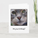 Search for funny cat image cards Sarcastic