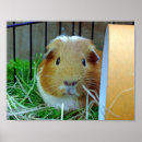 Recherche de cobayes posters Pour enfants