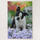 Search for cute boston terrier puzzles Puppy