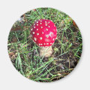 Recherche de champignons rouges magnets Toute personne