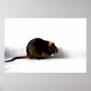 Search for pet rats posters White