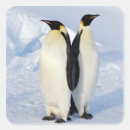 Search for two penguins stickers Wildlife