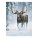 Search for canadian wildlife posters Moose