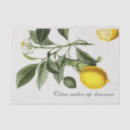 Search for lemon tissue paper Vintage