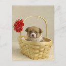 Search for eventing postcards Animal