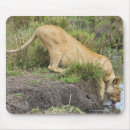 Recherche de panthera lion tapis souris Horizontal