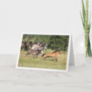 Search for chasing cards Animals
