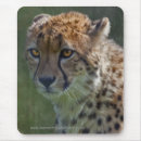Search for big cat mousepads Cheetahs