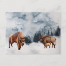 Search for buffalo postcards Bison