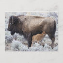 Recherche de allaitant cartes postales Bébé