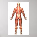 Search for muscular anatomy posters Muscle tissue