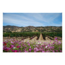 Recherche de vignoble posters Napa