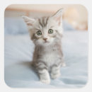 Search for maine coon cats stickers Cute